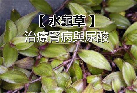 水龜草禁忌|蕭文雄／水龜草可以治腎病嗎？有副作用嗎？